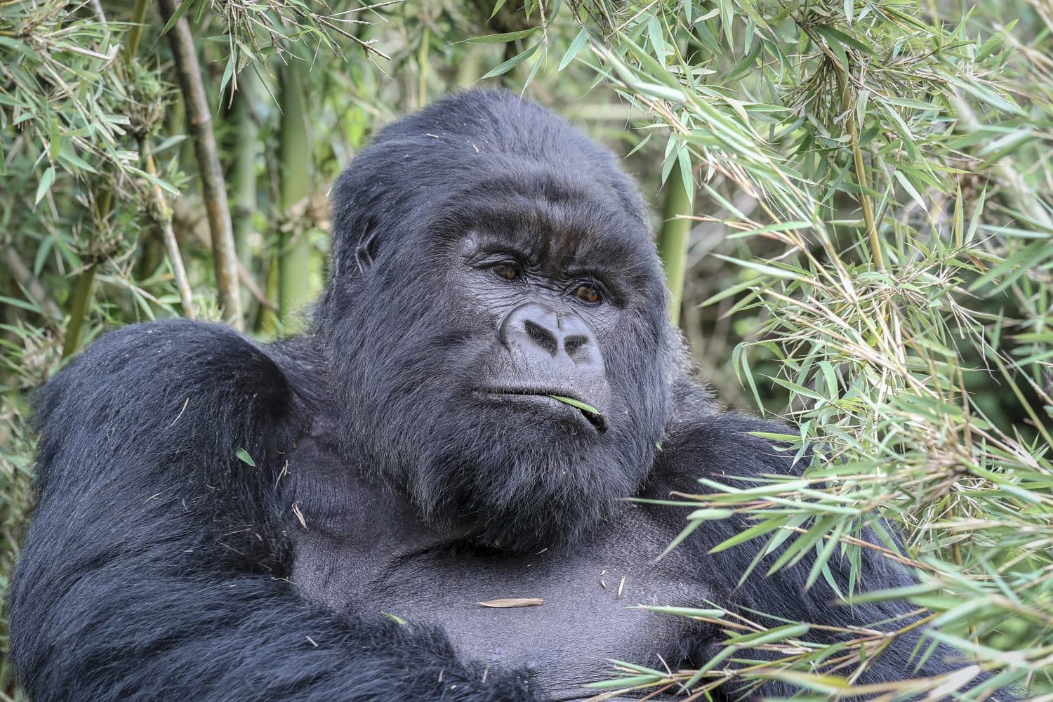 A silverback mountain gorilla among bamboo in Volcanoes National Park