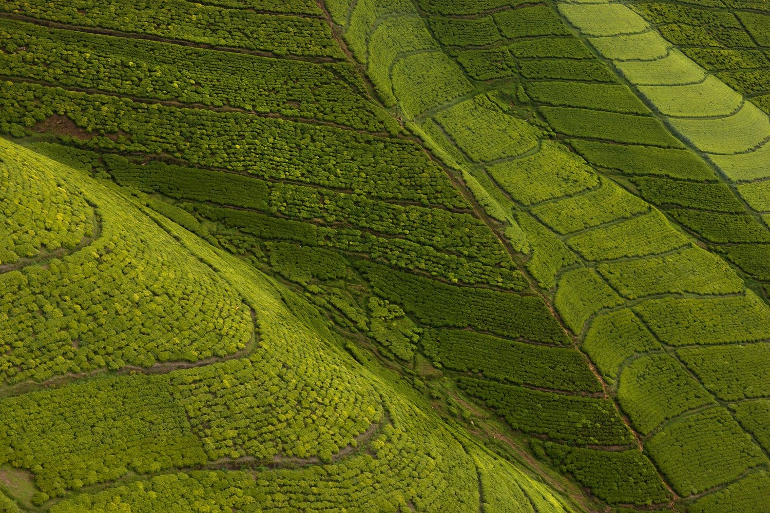 Terraced tea fields in the hills of Rwanda